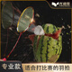 
Yodiman [Official Direct Sales] Carbon Middle King Badminton Racket Single Shot Full Carbon Fiber Ultralight Offensive Model High 4U Carbon Middle King China Red Ultralight Offensive Model P9900 YODIMAN-YDM95