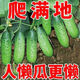 No scaffolding, fruit cucumber seeds crawling all over the floor, four-season courtyard balcony potted cucumber seeds, vegetable seeds, original, fruit cucumber seeds crawling all over the floor, selected two packs, about 111 grains + Song fertilizer