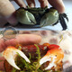 Zeyu berühmtes Haustier, Tamsui General Crabs, Krabben, 6 Generalkrabben, 4 Live