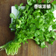 Fengming Yashi four-season coriander seeds, large and small leaf vegetable seeds, new and old varieties of coriander seeds, four-season coriander seeds 10g
