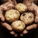 Organic potatoes 500g