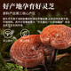 Aodong Ganoderma lucidum spore oil soft capsule 30g broken wall spore powder enhances immunity and middle-aged and elderly health products for parents gift box