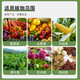 Tianyuan Fengqing root rot inhibitor damping-off rotten root rotten seedlings rapid root strengthening purification soil disease resistance 1000g 3 bottles of root rot inhibitor