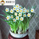 
Narcissus ball indoor balcony hydroponic tulip potted plants with four seasons flowers in winter cold-resistant plant seeds G673_J973_Hydney seed ball + fat without pot