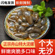 Fresh Xili mud snail ready-to-eat canned yellow mud snail fresh extra large drunk mud snail raw pickled Zhoushan specialty Ningbo seafood conch without sand large drunk mud snail 300g