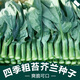 Xiangbin kale seeds kale field open-air planting in spring, summer, autumn and winter sowing pot seeds Guangdong vegetable seeds white flower willow leaf kale seeds 2000 original x2 pack