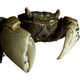 Zeyu berühmtes Haustier, Tamsui General Crabs, Krabben, 6 Generalkrabben, 4 Live