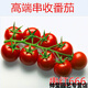 Chunzhiyun Cherry Tomato Seeds Cherry Tomato Seeds Small Tomatoes Good Taste and High Yield Four Seasons Vegetables - Pink Crystal Red 666 Tomatoes 20 Packs