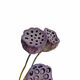 AIMAN dried flower lotus with seeds, lotus dried flowers with original pole lotus head, home decoration ornaments, photo props, flower arrangement shape, lotus with seeds, 10 pieces