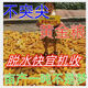 
New species, double-national review, Beijing Agricultural Sciences, 728 early maturity, high temperature, dense and dense high yield, corn species, short rod, red shaft corn seeds, Beijing Agricultural Sciences, 728 corn species [4500 grains] 1 bag