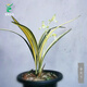 Wengyuan Orchid Jianlan Hetianxia Yehua Double Art Lotus-shaped Plain Heart Ceiling High-grade Xiangyi Precious Resource Grass Hetianxia 3 Seedlings Large and Strong Seedlings Bloom in the Year