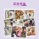 Purfort Pet Dog Gel Gel Teddy Bichon Bichon Beart Bill Retriever Full Dog General Product