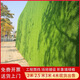 Engineering fence lawn cloth artificial simulated fake turf paving green mesh plastic carpet outdoor decoration green fence 2.0 three-color grass anti-aging without adhesive 2 meters x 25 meters