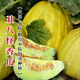 Long-cultivation ugly thin-skinned cantaloupe seeds spring and summer prismatic melon seeds golden melon seeds fruit and vegetable seeds collection Ugly thin-skinned cantaloupe 5g * 2 packs