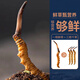【2024年那曲尾期野鲜虫草】QOMO 西藏那曲原产地当季鲜冬虫夏草 野虫草冷链礼盒装端午礼盒 那曲野鲜虫草0.5g/根 10根装