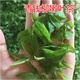 Hua Tuo Shiyi Qingqian Liu Tea Medicinal Materials de 23 años El nuevo té está disponible para el mercado de Green Green Green Qian Liu Té 70g 500g Árbol antiguo Hojas tiernas Golden Qian Liu Té 250g (250g*1 bolsa)