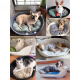 YNPO all-season cat nest plastic pet bed waterproof easy to clean bite-resistant sleeping mat sofa bed gray L