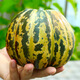Shouhe Green Skin Melon Seeds Large Whole Melon Flower Skin Melon Seeds 100 capsules x 2 Cost-effective