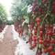 Millennium Cherry Tomato Seeds Super Sweet Cherry Tomato Balcony Easy-to-Live Four Seasons Potted Tomato Vegetable Seeds Super Sweet Red Cherry Tomato Seeds Simple Planting Nk New Seeds Addition: About 300 capsules 1 pack