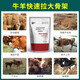YEE calf skeleton feed agent for cattle and sheep to quickly gain weight, rumen treasure for calves, calf premix 10 bags