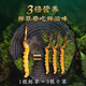 
[Tibet Straight Hair] Authentic First Fresh Cordyceps 2025 Selected High Altitude Fresh Cordyceps SF Cold Chain 0.5-0.6g/root 100 Roots