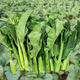 Xiangbin kale seeds kale field open-air planting in spring, summer, autumn and winter sowing pot seeds Guangdong vegetable seeds white flower willow leaf kale seeds 2000 original x2 pack