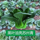Qiuying Dwarf Suzhou green vegetable seedlings all seasons Shanghai green rice seedlings Wutai small green vegetable seedlings balcony field vegetable growing vegetables Shanghai green seedlings 20 trees