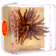 Dongziyunxuan qinghai cordycep
