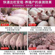 OIMG Fattening Fast Shuguang Zhuerjian Feed Additive Zhuerzhuang Shuguang Zhuerjian Piglet Fattening Increase 1 Bag Zhuerzhuang
