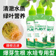 Flower Master Hydroponic Plant Special Nutrient Solution Lucky Bamboo Transfer Bamboo Brazilian Wood Tulip Pothos Copper Money Grass General Fertilizer Hydroponic Nutrient Solution 240ml 92% Household Purchase 2 Bottles