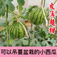 Honey small watermelon seeds 2K watermelon red soil thin-skinned seedless four-season potted balcony courtyard fruit melon seeds 2K red soil watermelon 50 capsules original quality package germination