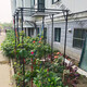 Grape rack stainless steel vine flower rack outdoor kiwi garden bracket gourd climbing rack support plant vine rack fixing SN9928 large length 1.8 meters * width 1.2 meters * height 2.2 meters (total height) Extra large