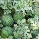 Suru Zaojia 8424 Watermelon Early Ripening Kirin Melon Xindumei Watermelon Seed Extra Large Kirin Super Sweet Seedless Melon Early Mature Resistant Laifu Watermelon Canned Approximately 500 Tablets (Anti-Cracking Early Maturity)