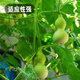 Fengming Yashi Xiaoya gourd seeds treasure gourd climbing vines ornamental vegetables melon and fruit seeds gold-inch small gourd seeds 20 capsules