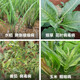 Ducui 30% Toxic Fluorophos Tomato Rice Corn Virus Disease Medicine Mosaic Black Stripe Atrophy Virus Pesticide Fungicide 200g