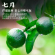 Té zuiranxiang, xinhui xiaoqinggan té auténtico de cuero seco crudo Pu'er Pu'er Tea Regalo de té 280G