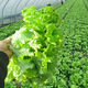 Four seasons sweet and crisp glass lettuce seeds, crisp and tender raw lettuce seeds, farmer's four seasons potted vegetable seeds, glass lettuce 2 packs, about 4000 seeds