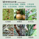 Guoguang Pucai 29% Lime Sulfur Mixture Orchard Garden Cleaning Agent Scale Insect Red Spider Powdery Mildew Pesticide Mite Killer Fungicide 1000g*12 bottles/box