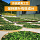 Xiushui Wildgrün und Qian Liu Tea Qingjin Geld Spezielle Grade Ancient Tree Tender Blätter Originalblätter mittleren und älteren Gesundheitstee One Jin [Jin entspricht 0,5 kg] 500 Gramm Originalblätter