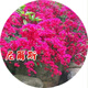 Bougainvillea seeds Bougainvillea seed larvae Bougainvillea flower seeds Bougainvillea flower seeds Potted Four Seasons Eight Mixed 100 capsules of the above varieties