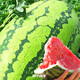 Farmer's Son Lazy Man King Watermelon Seeds Resistant to Heavy Cropping Lazy Man Super Early Seedlings Green Emperor Lazy Man King Watermelon Seeds 150 capsules