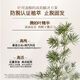 Sanshenghua Pechoin Scalpe está lleno de champú antiestructivo 200 ml Cabello Prevención de cabello sólido Colchón de raíz de cabello champú ámbar para hombres y mujeres