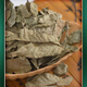 Beijing Tongrentang Qingqian Liuyuan Leaf Tea Jiangxi Wild Ancient Tree Raw Leaf Tea Genuine Golden Willow Health Tea Qingqian Liu Sugar-free Inner Court Used Original Leaf Green Qian Liu 500g