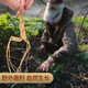 618 Super Pâques Changbaishan Ginseng Environ 30 ans, ginseng forestier sous le ginseng forestier sous la forêt sauvage ginseng élaging Health Gift Soup Soupcing and trempe ingrédients de vin Changbaishan Ginseng [âgé d'environ 30 ans] 4 pièces APPACK