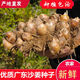 Shajiang seed ginger seedlings Guangdong fresh ginger Shajiang authentic Maoming Huazhou Nansheng electric white sand ginger seedlings 1500g