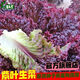 Purple leaf lettuce seeds, salad seeds, four-season planting, cold and heat resistant garden field vegetable seeds, rapeseed seeds, the best original purple leaf lettuce seeds () 1 pack, about 1600 seeds
