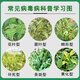 Viral disease special medicine package fungicide tomato cucumber pepper small leaf mosaic yellow leaf curl virus disease nemesis viral disease nemesis 100g*5 sets