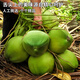 Ganguo has an appointment with Hainan coconut, green coconut, fresh coconut with skin, green coconut, tender coconut, amniotic fluid replenishing fruit for pregnant women, 6 tender coconuts with skin - recommended for pregnant women
