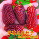Strawberry Fruit Sweet Corn Seeds Can Be Eaten Raw Ornamental Mini Collection Four Seasons Wenwan Pineapple Corn. Purple Red Strawberry Corn Seeds Original Two Packs ++ Product