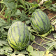 Nagrand Selenium Sand Large Melon Watermelon Seed Sweet King Watermelon Seed High Yield Spring and Autumn Southern Fruit Seed Giant Watermelon Selenium Sand Large Melon with about 100 original seeds